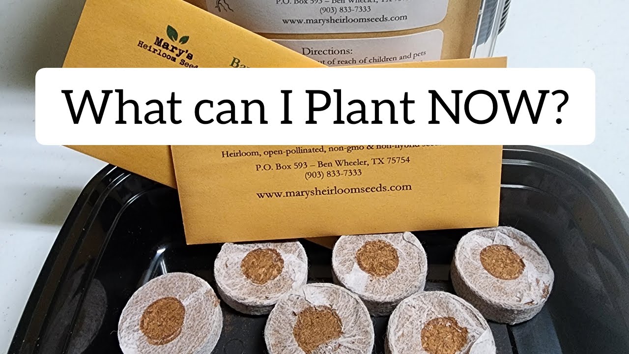 Live Chat What can I Plant NOW? February 2024 YouTube