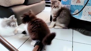 Kittens play alone while the other saw her