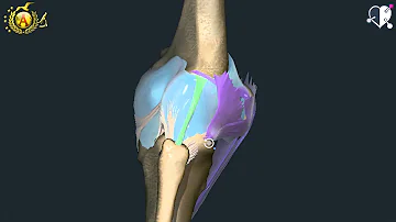 Quali sono le ossa che formano l'articolazione del ginocchio?
