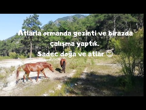 Atlarla ormanda gezinti | sadece doğa ve atlar #ateğitimi #atlar #orman