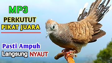 Perkutut Lokal Gacor PIKAT AMPUH Manggung Memanggil Teman 