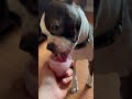 I have made home made strawberries bananas ice cream first time for Gizmo my Boston Terrier 😊