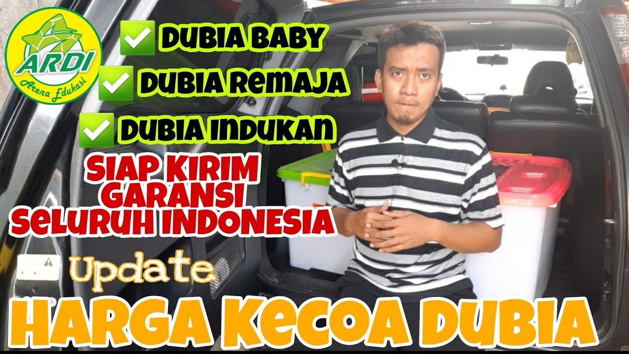 Kecoa Dubia Harga Ecer / Borongan. Ternak Kecoa Dubia Siap Kirim