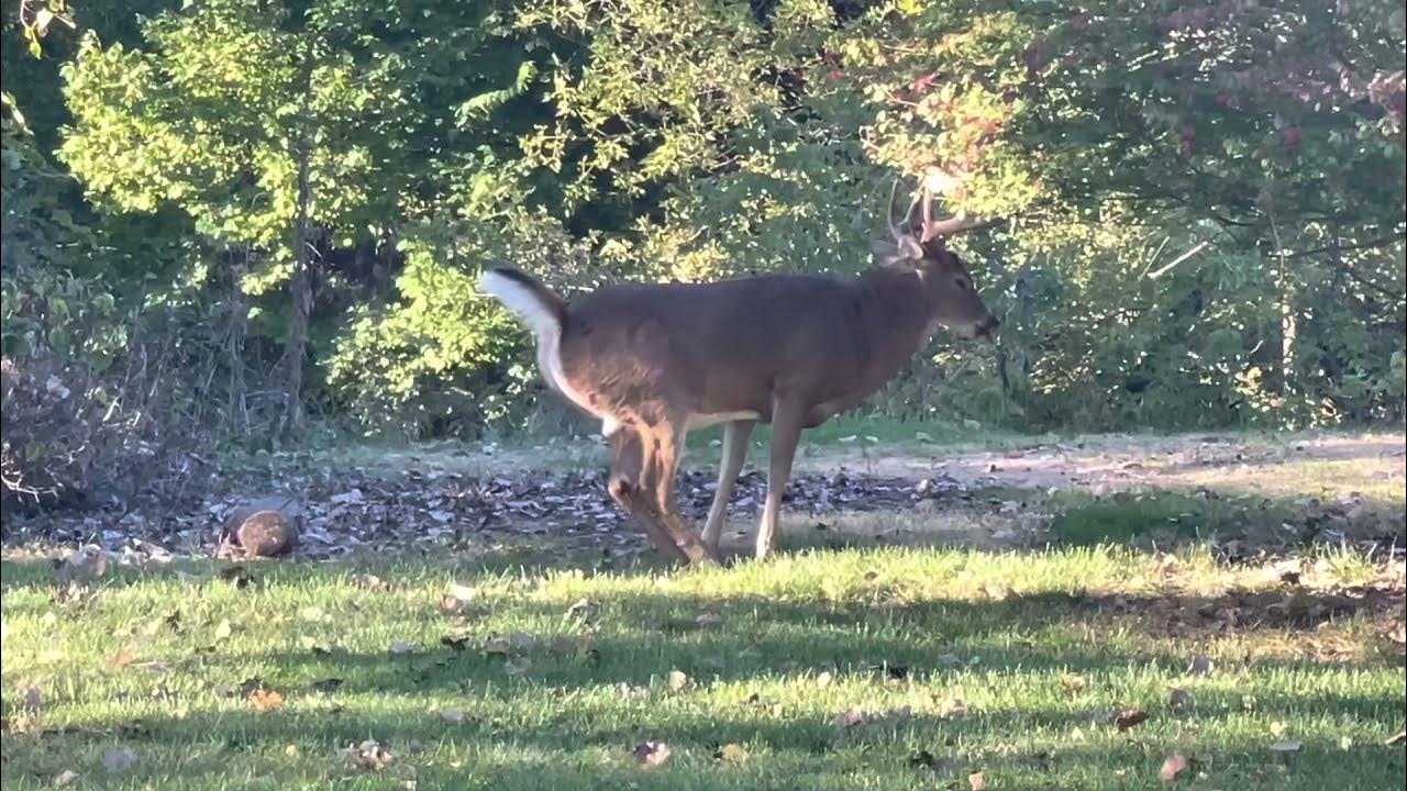 A WhiteTailed Deer urinating PeePeeTape YouTube