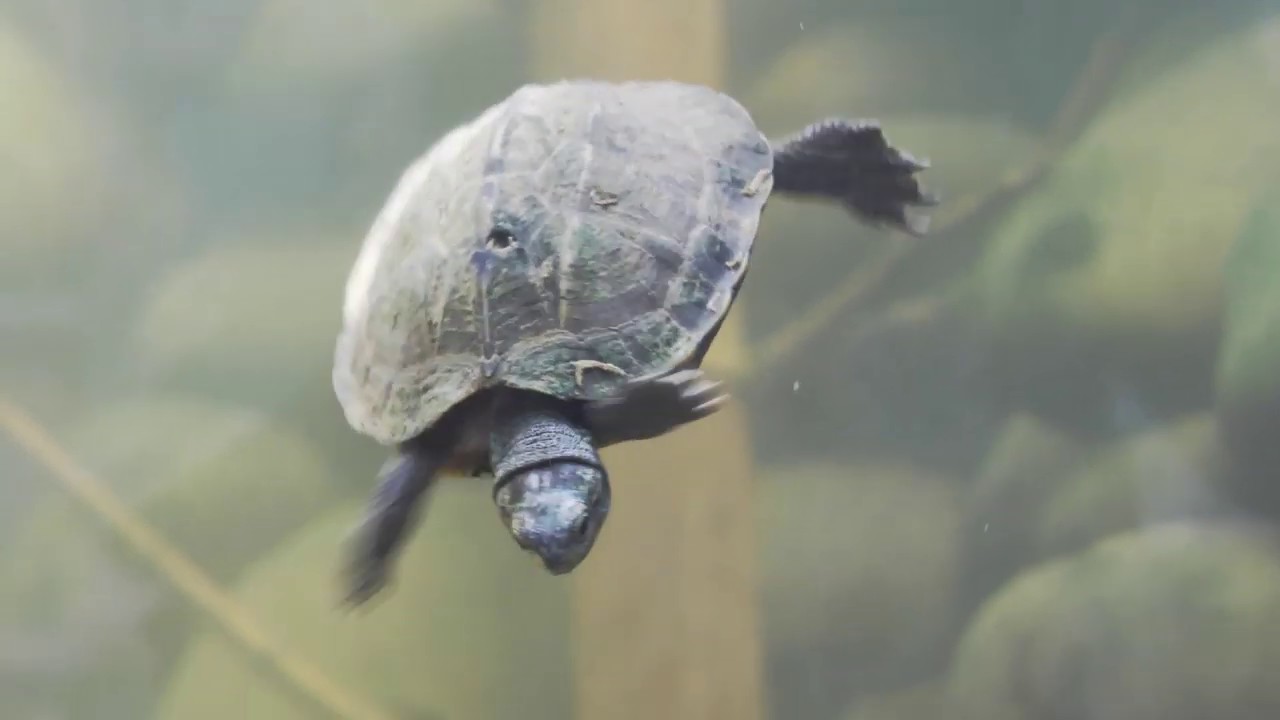 camera iphone 8 plus apk Rayappa Kasi = Turtle, Guindy Snake Park, Chennai, Feb 24, 2019