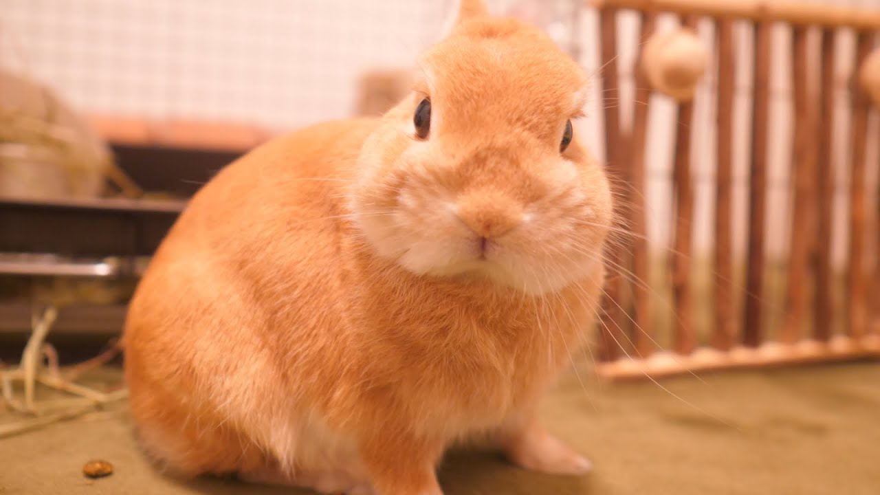 寝ている時にご飯にしようと声かけすると反応して起き出すウサギがこちら No 436 Youtube