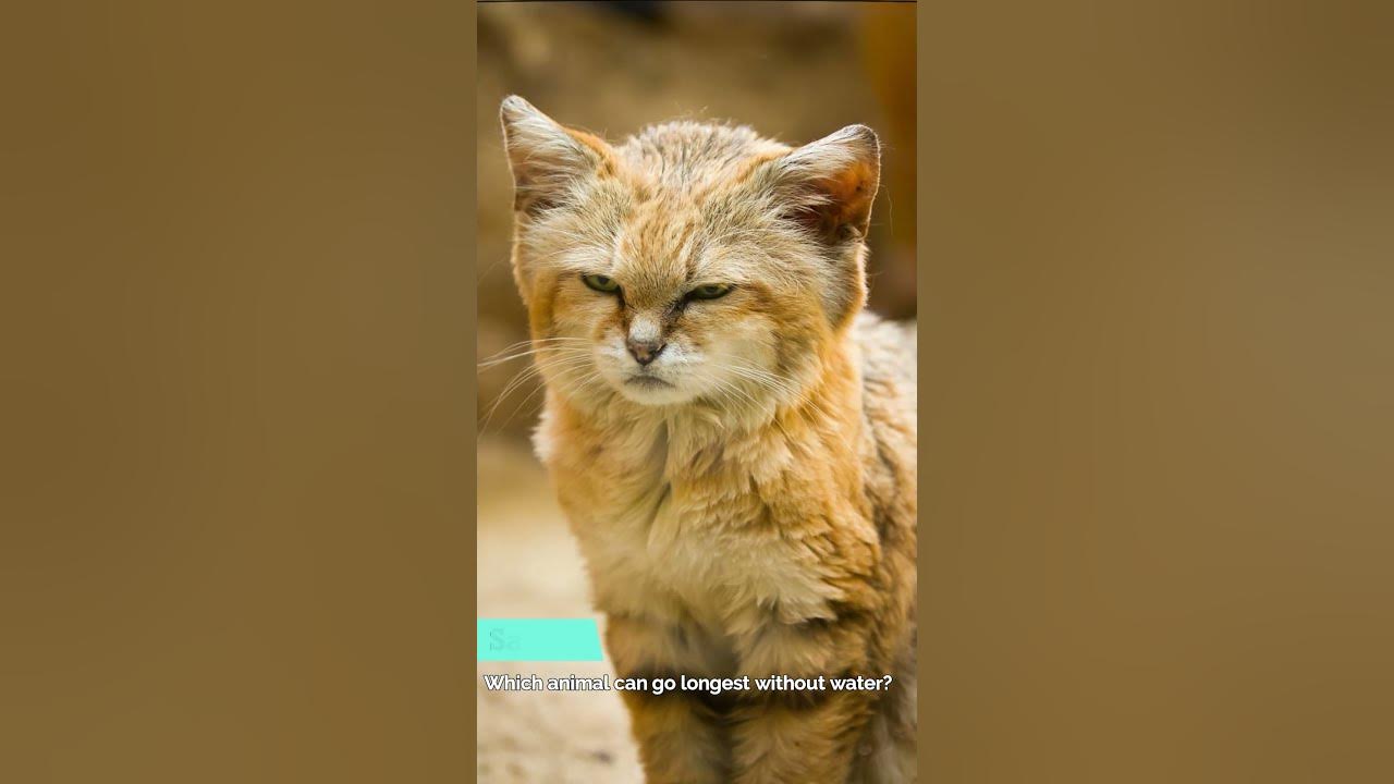 Which animal can go longest without water? shorts YouTube
