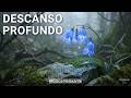 O Som da Paz para Dormir Profundamente a Noite Toda | Melodias Calmantes | Sono Reparador