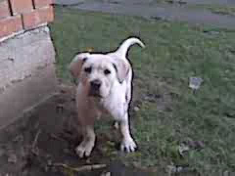 Golden Retriever Cane Corso Mix 10 Weeks Youtube