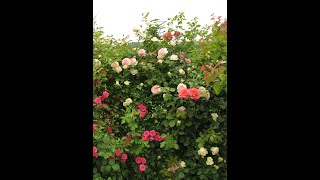 Обрезка эден розе после цветения,  rozarium.biz  питомник роз Полины Козловой