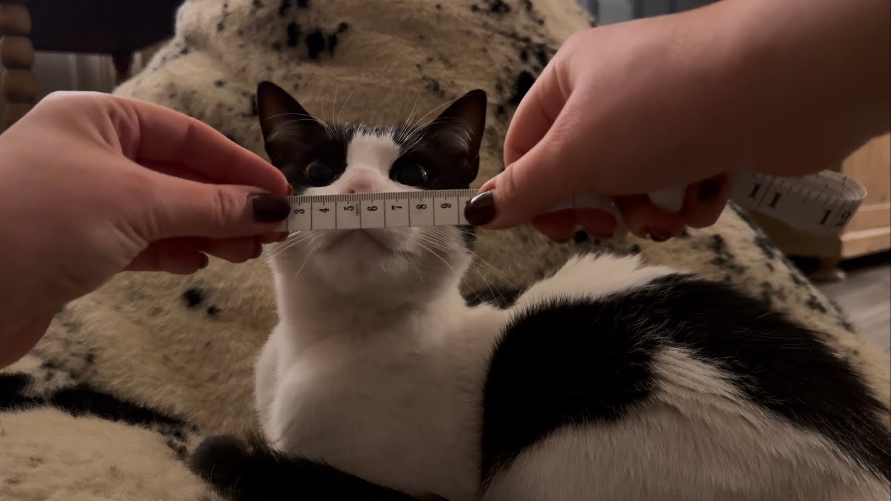 ASMR | Measuring Norman