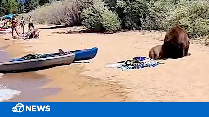 Bear, 3 cubs enjoy picnic at South Lake Tahoe beach - DayDayNews