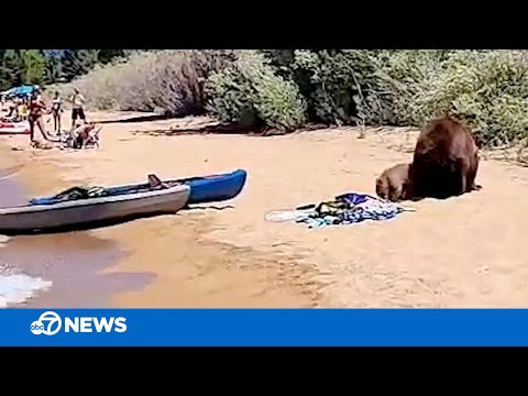 Video: Pet Scoop: Twin Bear Cubs am Lake Tahoe gerettet, rettet kleiner Hund Familie vor Feuer