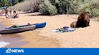 Bear, 3 cubs enjoy picnic at South Lake Tahoe beach