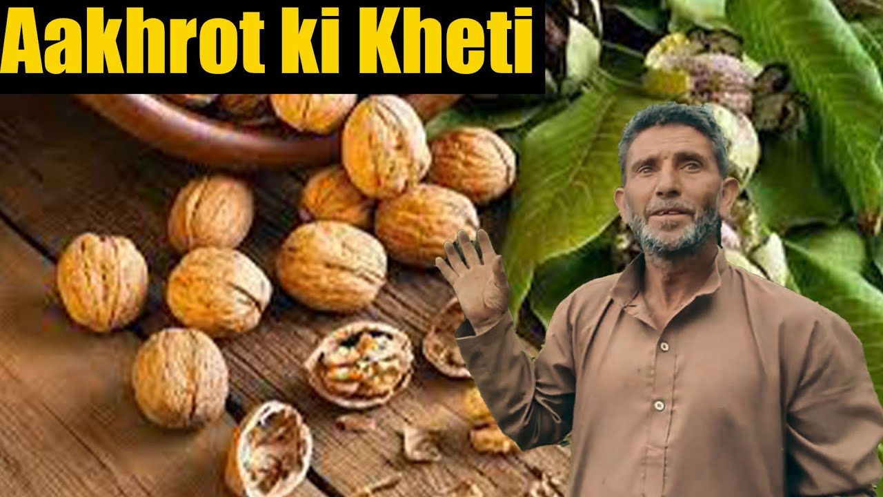 Aakhrot ki kheti Kaise Hoti hai Exploring Kashmir Longest Journey