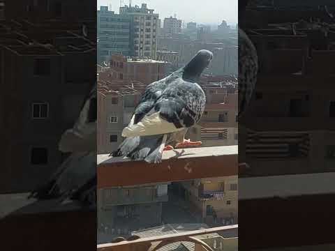 جوزي فتح علي الحمام والزاجل طار ومرجعش وتحتيه زغاليل تربيه الحمام