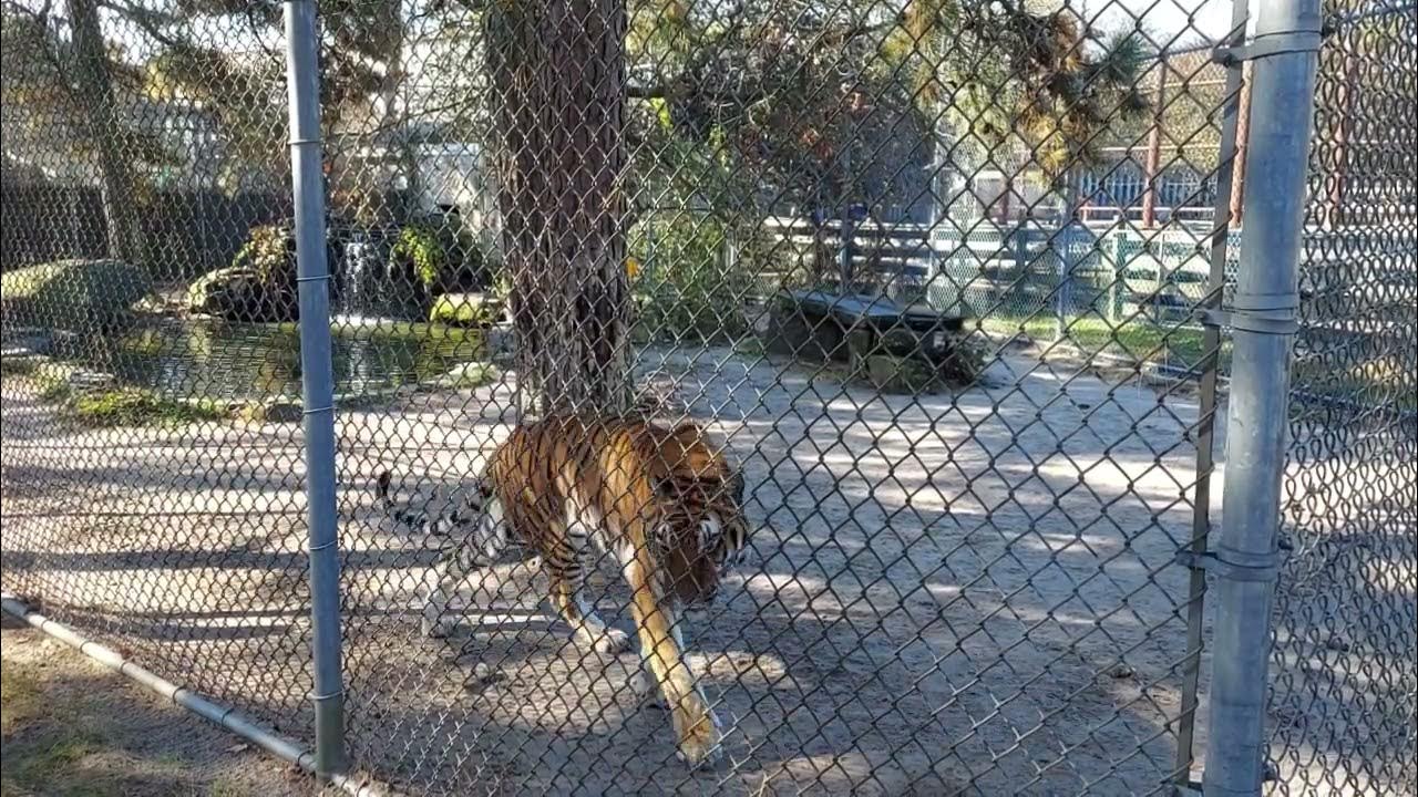 Popcorn Park Zoo kitties.(3) YouTube
