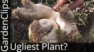 Pachypodium: The World's UGLIEST Plant? (Grow This Desert Houseplant!)