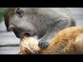 MONKEYS VS CATS (HD) [Funny Pets]