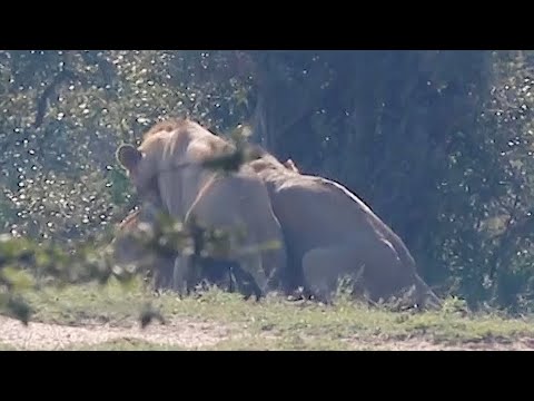 Male Lions Mating In Kruger National Park...With Each Other | Kruger Park Sightings