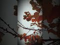 نشتاق صوتك والكلام بدون موسيقى