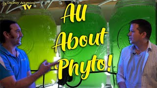All about Phyto!