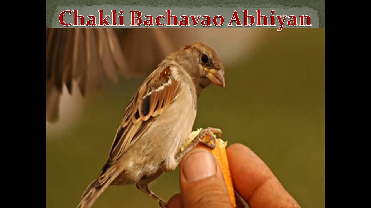  Chakli Bachao Abhiyan   Save House Sparrow