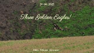 Three Golden Eagles 4k unedit