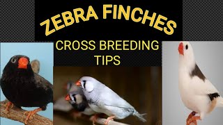 CROSS BREEDING TIPS FOR ZEBRA FINCHES PLZ SUBSCRIBE 1K COMPLETE AND LIKE SHARE MY VIDEOS