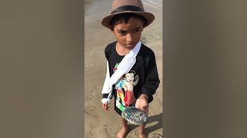 Finding Abalone (Pāua) Shell
