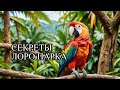 Отдых без "ALL INCLUSIVE" | ТЕНЕРИФЕ | Обзор LORO PARQUE