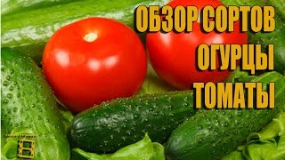 Томаты и огурцы в теплице 06 07 2015. Обзор сортов.(Выращивание огурцов и томаты (помидор) в теплице. Обзор сортов на 06.07.2015. Канал 