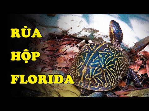 Video: Midland Painted Turtle