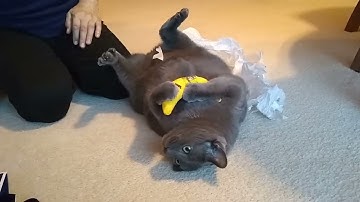 Chives and His Yeowww! Banana