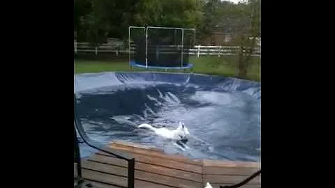 Siberian Husky Swimming