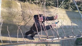 How to prune and grow grapes (vine) on a pergola and arbor.