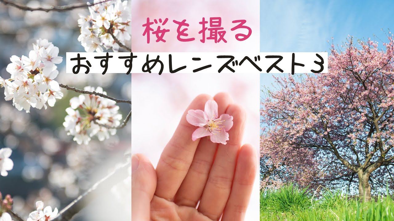 プロが選ぶ】桜を撮るのにおすすめレンズベスト3！カメラ設定+散り際の 
