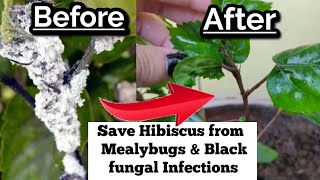 Easiest way to control White Mealybugs & Black Fungal Infections on Hibiscus without any pesticides