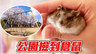 【維鼠日記】公園撿到倉鼠！不想養就丟掉？【維特】#91