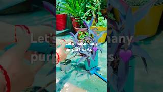 Tiny purple heart #garden #plantslover #nonfollowerseveryone #wateringtips #viral #trendings