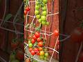 Best Cherry Tomato Growing Method 🍅 | Fast Growth &amp; Big Harvest