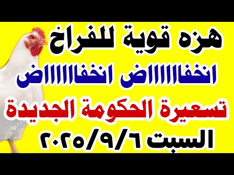 اسعار الفراخ اليوم سعر الفراخ البيضاء اليوم السبت 6 9 2025 في مصر جمله وقطاعي