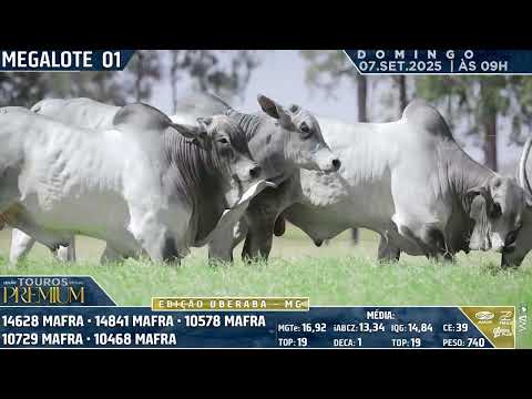 MEGA LOTE 01