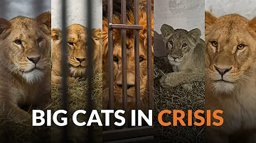 Big Cats In Crisis - Rescuing 5 Lions from WAR-TORN UKRAINE