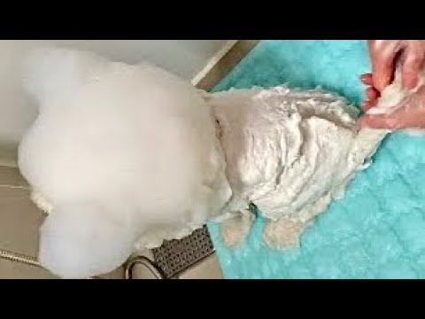 dog bubble pack