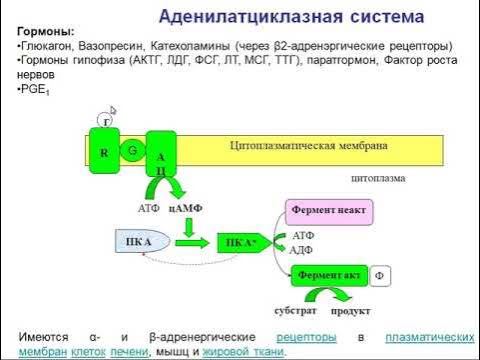 Аденилатциклазная система трансдукции сигнала примеры рецепторов Лекция по Биохимии № 2, часть 3 - YouTube