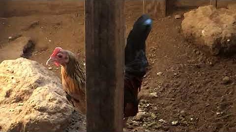 Laos Red Jungle Fowl (Qaib Qus)