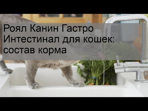 Роял Канин Гастро Интестинал для кошек: состав корма Роял Канин Гастро Интестинал для кошек: состав корма
