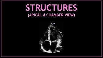 Cardiac STRUCTURES! (Apical 4 chamber view - Echocardiography)