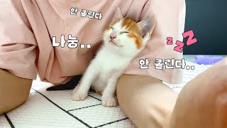 잠자기 아까워 집사 품에서 버티는 새끼 고양이 by 지안스캣 Jian's Cat 32,127 views 5 months ago 4 minutes, 5 seconds